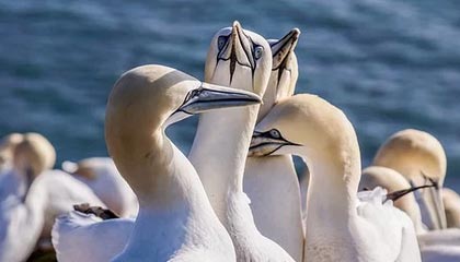 米兰体育app入口：一次点击即刻进入的全方位体育世界