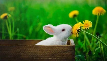 爱游戏入口-海港最小代价晋级足协杯8强 欲破纪录直指双冠王